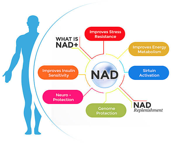 An infographic explaining the benefits of NAD