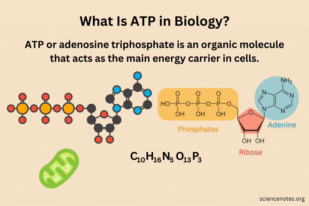 Infographic about how ATP gives cells their energy, something NAD therapy can help with.