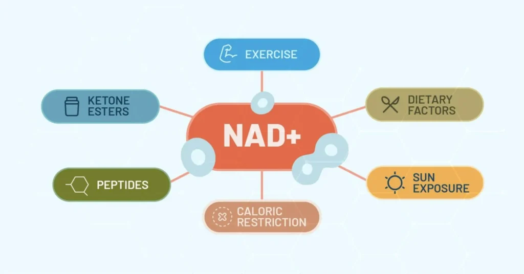 Infographic of factors that influence NAD+ levels, like exercise and diet.
