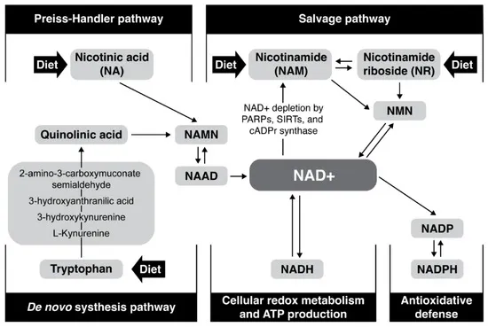 Biochemical flowchart of the NAD+ synthesis pathways that influence a person's required NAD+ dosage.
