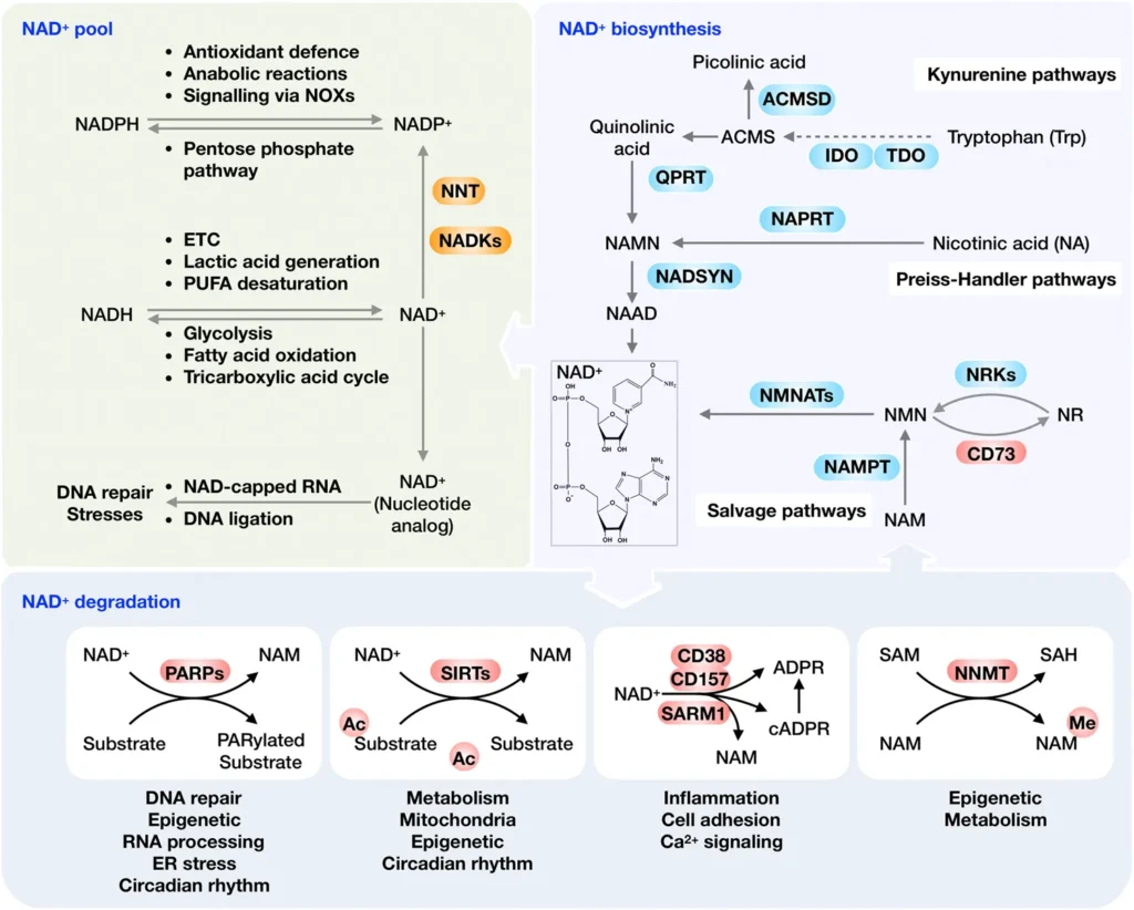 A diagram showing the science of NAD+ metabolism, including the many genetic pathways that determine how your unique body uses NAD+.