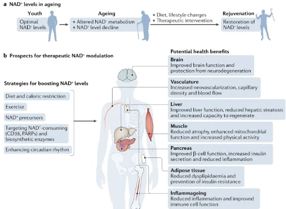 Therapeutic approaches with NAD+ and their impact on health as we age.