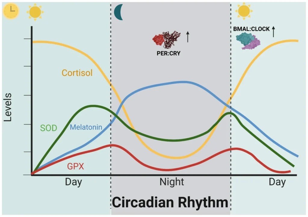 A simple graph showing how the body's natural 24-hour circadian rhythm works.