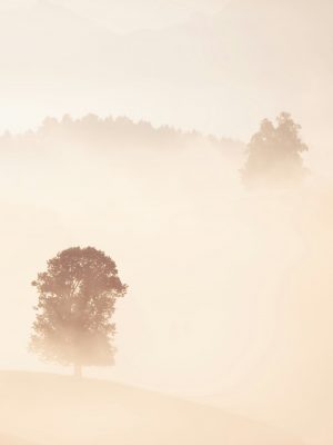 Brain Fog
